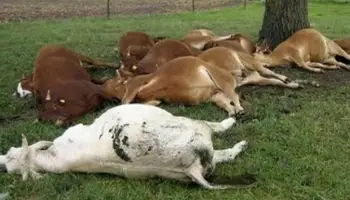 Terrible: Lightning Kills 7 Cattle